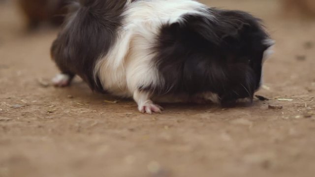 Cute Guinea pigs (Cavia Porcellus). Close up cinematic 4k clip .