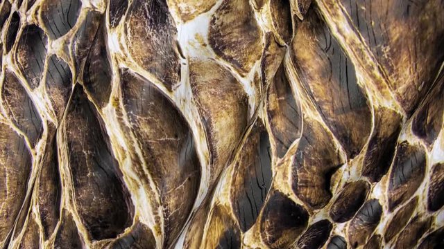 Snake skin in motion 3D. Abstract background of reptile animal. 