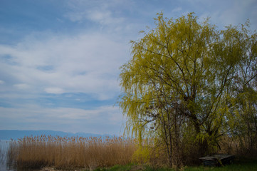 Obraz premium Giant tree with a lake in the background and a sky landscape