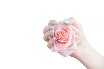 Pink rose bud in hand. Close-up. White isolate