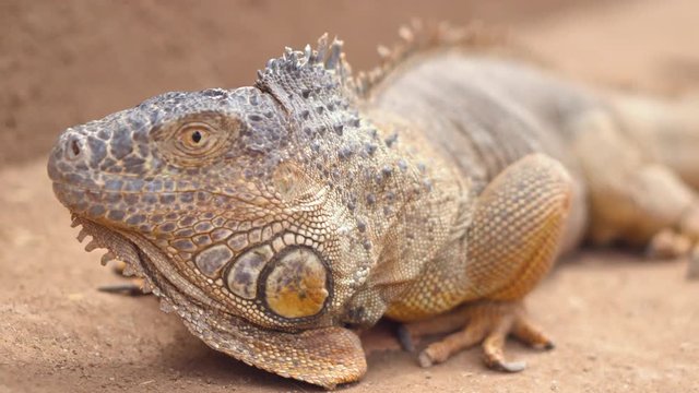 Close up shot of an orange iguana in desertic landscape. Cinematic shot .