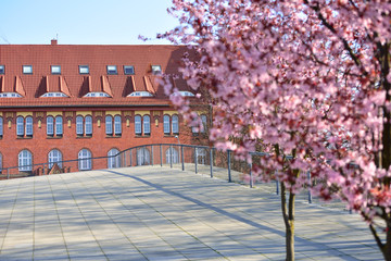 Szczecin - spring accents on the background of old Szczecin buildings. © konik60