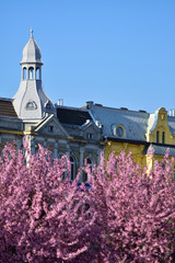 Szczecin - spring accents on the background of old Szczecin buildings. - obrazy, fototapety, plakaty