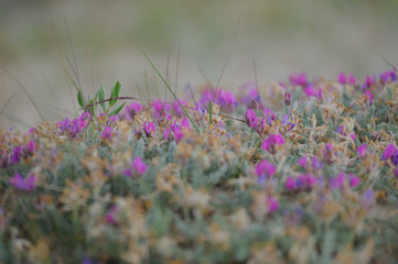 цветы растения зелень ландшафт природа