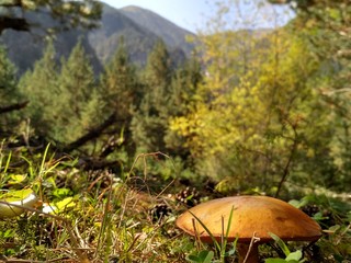 Mushrooms in the forest