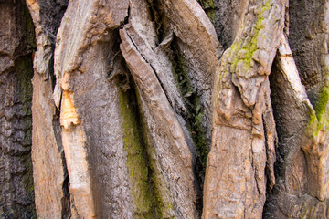 Closeup of texture background of an old oak tree bark.