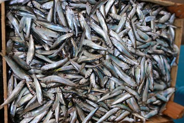 fresh whitebait fish. small raw whitebait fish. whitebait fish for food background. small raw fishes texture