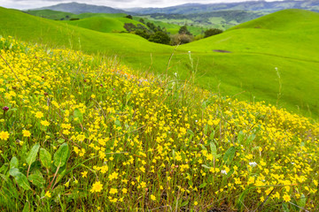 Goldfield wildflowers blooming on serpentine soil in south San Francisco bay; verdant hills visible in the background; San Jose, California