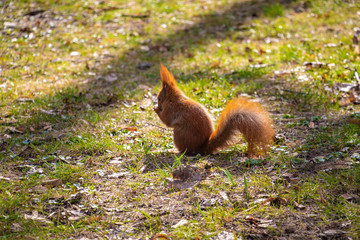 Beautiful squirrel with a bushy tail sits in the park and eats a nut.