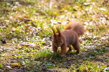 Naklejka na ściany i meble Blurred background of a park with green grass and a squirrel.