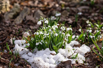 First tender primroses, wild snowdrops close-up in snow close-up. Concept of the first spring plants, seasons, weather