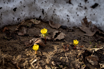 Obraz premium First tender Eranthis, delicate wild primroses, snow. First spring plants, seasons, weather. Spring background