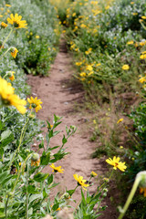 Bates Beach in Carpenteria, California During Spring