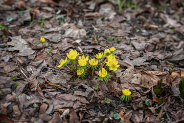 Eranthis. First bright yellow primroses in forest glade . Concept of the seasons, weather, spring
