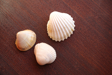 seashell on the dark wood background