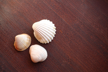 seashell on the dark wood background