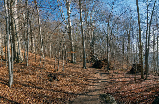 Beech Forest
