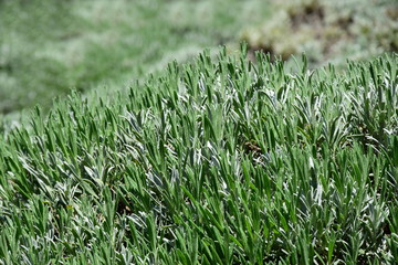 Lavendel vor der Blüte