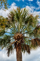 A Palmetto tree with a blue sky and white puffy clouds in the background.