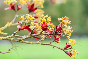 Maple tree blossoms