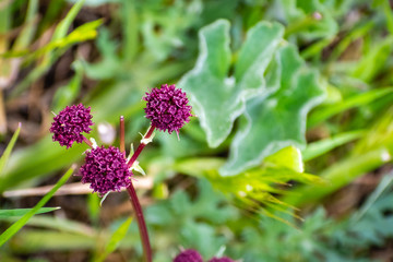 Purple sanicle (Sanicula bipinnatifida) wildflower blooming in south San Francisco bay area, San Jose, California