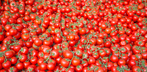 tomato background