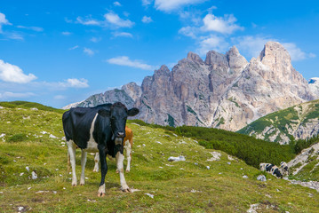 Fototapeta na wymiar Curious cow on alpine pasture