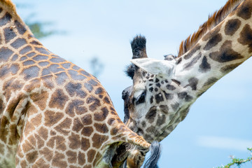 giraffe in National park in African