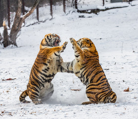 Two Siberian (Amur) tigers are fighting each other in a snowy glade. China. Harbin. Mudanjiang province. Hengdaohezi park. Siberian Tiger Park. Winter. Hard frost. (Panthera tgris altaica)