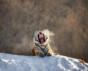 Siberian (Amur) tiger lying on a snow-covered hill. Portrait against the winter forest. China....