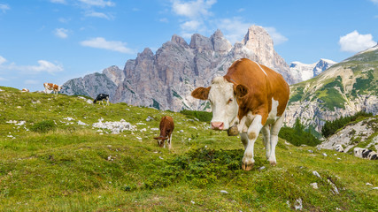 Fototapeta na wymiar Piebald brown and white cow walking, close up in clean mountain landscape