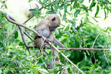 Baboon in Manyara National park in Tanzania