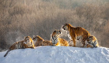 Several siberian (Amur) tigers on a snowy hill against the background of winter trees. China. Harbin. Mudanjiang province. Hengdaohezi park. Siberian Tiger Park. Winter. Hard frost. 