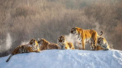 Zelfklevend Fotobehang Several siberian (Amur) tigers on a snowy hill against the background of winter trees. China. Harbin. Mudanjiang province. Hengdaohezi park. Siberian Tiger Park. Winter. Hard frost.  © gudkovandrey