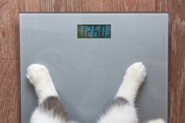 Paws of a cat stand on measuring scales, which show 126 kilograms, close-up