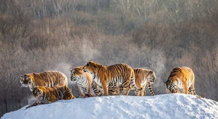 Several siberian (Amur) tigers on a snowy hill against the background of winter trees. China....
