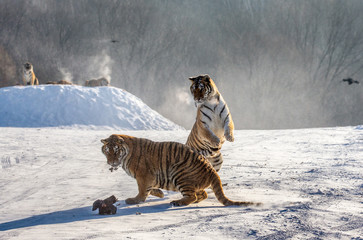Siberian (Amur) tigers in a snowy glade catch their prey. Very dynamic shot. China. Harbin....
