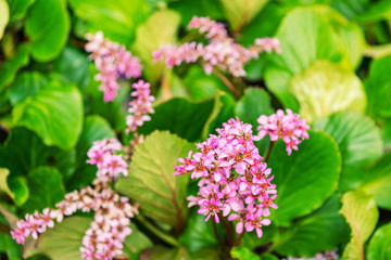 Bergenia ciliata flowers, shallow depth of field