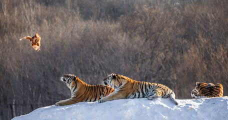 Siberian (Amur) tigers in a snowy glade catch their prey. Very dynamic shot. China. Harbin. Mudanjiang province. Hengdaohezi park. Siberian Tiger Park. Winter. Hard frost. (Panthera tgris altaica)