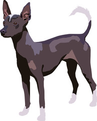 Xoloitzcuintle