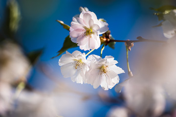 Obraz premium Apricot tree blossoms
