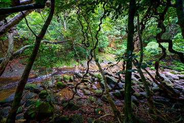 西表島のジャングル