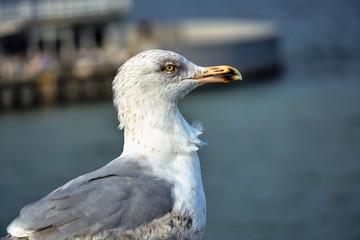 Portrait of a silver gull on the Baltic Sea coast in Poland.