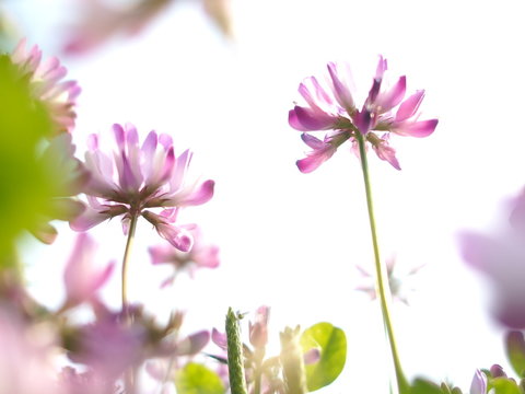 634 Best 蓮華草 Images Stock Photos Vectors Adobe Stock