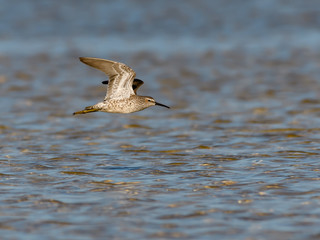 Long-billed Dowitchers in Flight Over Pond