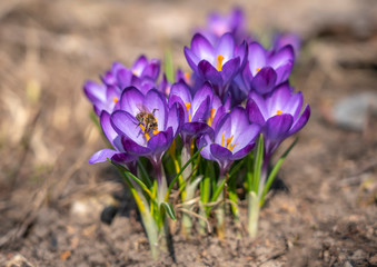 bee collects nectar from Crocus Ruby Giant Crocus family in early spring