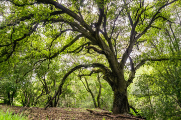 Large coast live oak tree providing shade, San Jose, south San Francisco bay area, California
