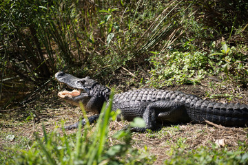 alligator with mouth open