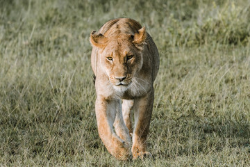 Portrait Lion in Ngorongoro