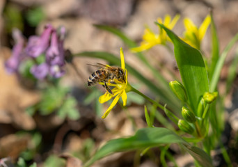 Bee collects nectar from primrose in early spring